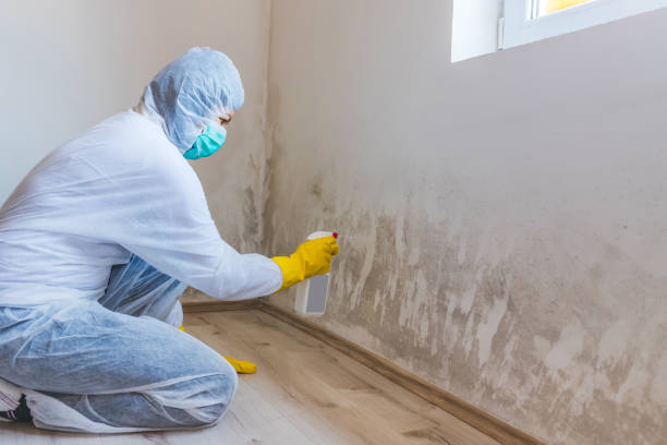 Mold Remediation specialist working in Riverview